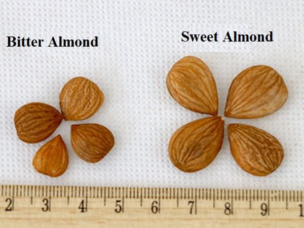Almond