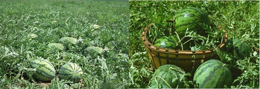 Watermelon Plase-1