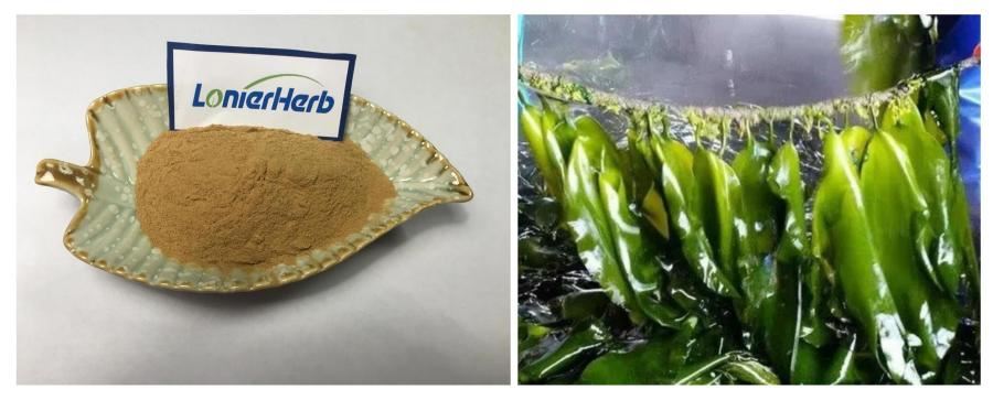 Fucoxanthin Powder, Kelp Extract