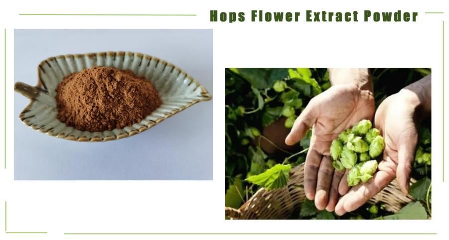 Humulus Lupulus Flower Extract
