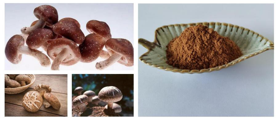 Shiitake Mushroom Extract,Shiitake Polysaccharide