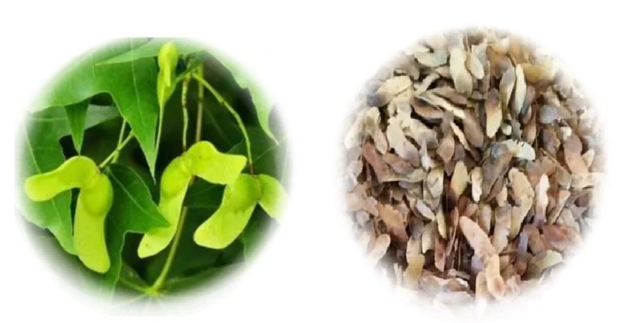 Factory OF Acer truncatum Oil