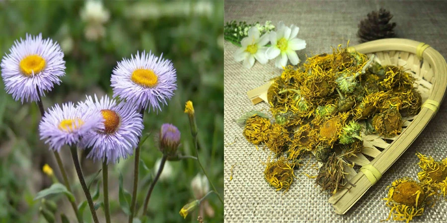 Erigeron Breviscapus Extract suppliers