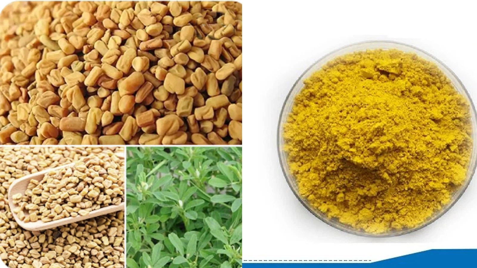 4-Hydroxyisoleucine 4-Hydroxyisoleucine